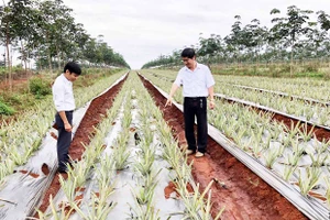 Ngành nông nghiệp Gia Lai nâng cao khả năng thích ứng