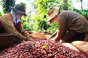 Giá cà phê, hồ tiêu tăng kỷ lục