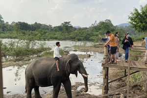 Tour trải nghiệm du lịch thân thiện độc đáo với voi ở Yok Đôn, Đắk Lắk 