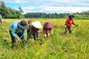 Chư Păh nhân rộng cánh đồng lúa chất lượng cao