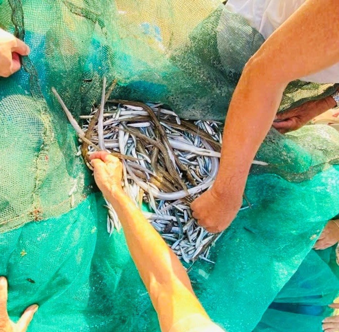Nos últimos dias, alguns pescadores capturaram muitas anchovas. Foto: N.N 5.jpg