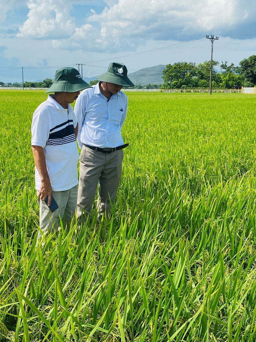 Các đại biểu quan tâm, tìm hiểu kỹ lưỡng các loại giống cho năng suất cao. Ảnh: N.N 2.jpg