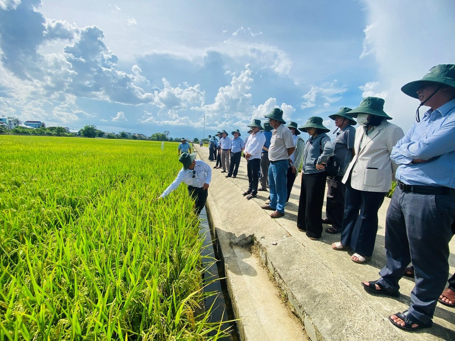 Cán bộ của Viện cung cấp thông tin về một số giống lúa triển vọng với đại biểu. Ảnh: N.N 1.jpg