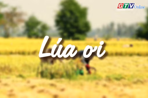 Ngăn ký ức: Lúa ơi