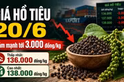 Giá hồ tiêu hôm nay 20/6: Đồng loạt giảm trên diện rộng