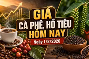 Giá cà phê, hồ tiêu hôm nay 1/8/2026 đồng loạt đi ngang