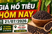 Giá hồ tiêu hôm nay 21/7: Thị trường tiếp tục đi ngang