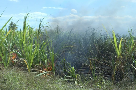 Hiện trường vụ cháy mía tại thôn Bi Gia, xã Pờ Tó, tỉnh Gia Lai gây thiệt hại nặng nề cho bà con nông dân dịp cuối năm 2025.