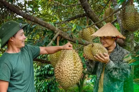 Thái Lan quyết cạnh tranh xuất khẩu sầu riêng với Việt Nam bằng dự án OTOD