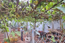 Giải tỏa nỗi lo tự sản tự tiêu