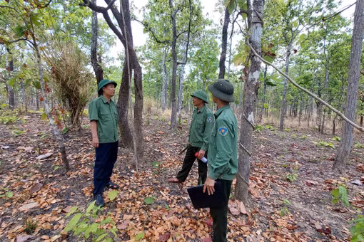 Gia Lai: Áp lực giữ rừng ngày càng gia tăng.