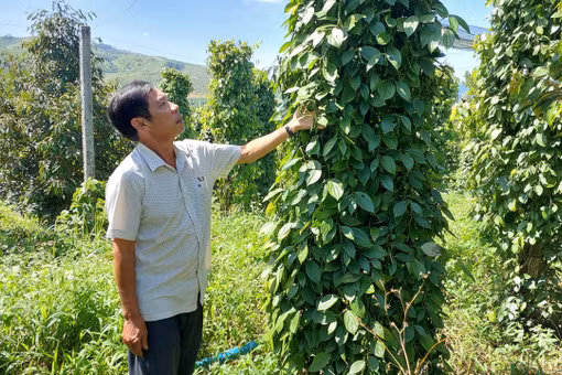Nâng tầm giá trị hồ tiêu Gia Lai