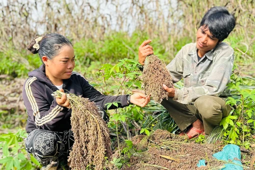 Bo bo vào mùa đẫy hạt