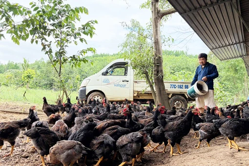 Người chăn nuôi thận trọng tái đàn