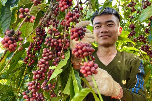 Vụ thu hoạch cà phê 2025-2026: Được mùa, được giá, tạo đà phát triển bền vững