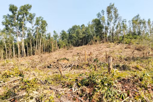 Nguyên giám đốc tự ý khai thác rừng phòng hộ