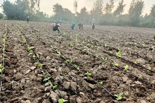 Tăng cường ứng dụng tưới tiết kiệm nước: Nâng cao hiệu quả sản xuất nông nghiệp