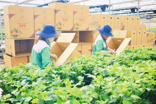 Liên kết sản xuất, tiêu thụ sản phẩm: “Chìa khóa vàng” nâng tầm giá trị nông sản