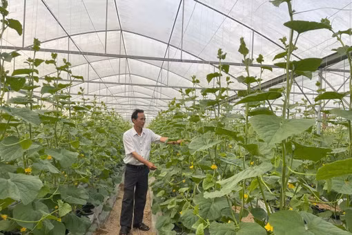 Đẩy mạnh phát triển công nghệ sinh học - Kỳ 2: Khi công nghệ sinh học tạo giá trị từ sản xuất