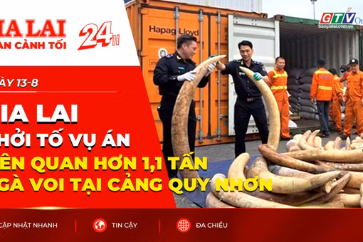 Toàn cảnh Gia Lai 24h: Gia Lai khởi tố vụ án liên quan hơn 1,1 tấn ngà voi tại cảng Quy Nhơn