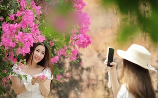 Khánh Hòa: Du khách thích mê đường hoa giấy rực rỡ ở Nha Trang