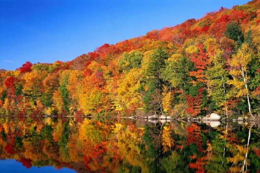 Canada là điểm đến ưu tiên của nhiều phụ nữ Mỹ