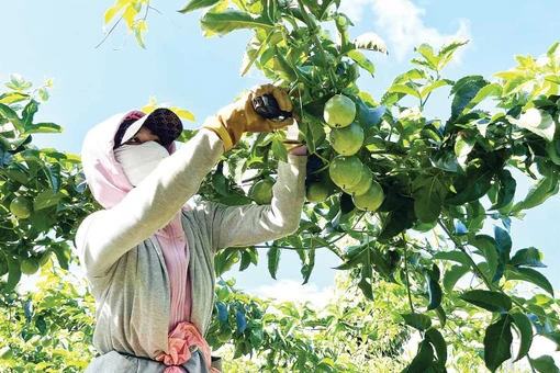 Xuất khẩu nông sản: Kỳ vọng bứt phá từ lợi thế vùng nguyên liệu