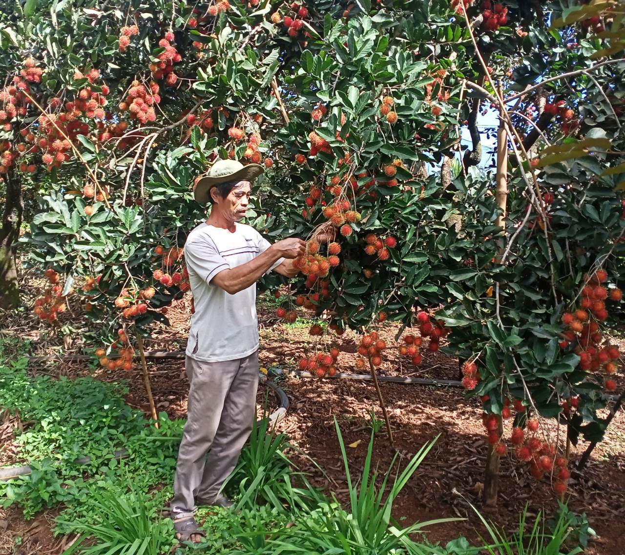 Fermierii din comuna Ia To (districtul Ia Grai) construiesc și dezvoltă marca de rambutan. Foto: T.N nong-dan-xa-ia-to-huyen-ia-grai-xay-dung-va-phat-trien-thuong-hieu-trai-chom-chom-anh-thanh-nhat-dscn1268.jpg