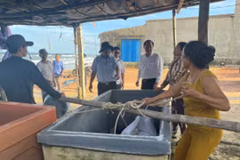 gia-lai-phong-chong-bao