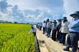 Khảo sát một số giống lúa, lạc và khu gia công, chế biến hạt giống