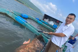 Công ty Mãi Tín Bình Định xuất khẩu lô cá diêu hồng sushi thứ hai sang Nhật Bản