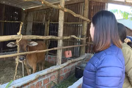 Hội LHPN phường Thống Nhất tặng bò sinh sản cho hội viên có hoàn cảnh khó khăn 