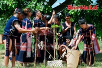 Lễ "Tỉa lúa đầu năm": Nét đẹp truyền thống của người Bahnar