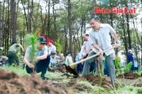 Pleiku trồng 830 cây thông hưởng ứng “Tết trồng cây”