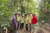 Thủ tướng yêu cầu chủ động, tăng cường các biện pháp cấp bách phòng cháy, chữa cháy rừng