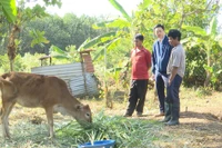 Vụ cấp bò giống nhỏ như con bê: UBND tỉnh Kon Tum chỉ đạo kiểm điểm trách nhiệm