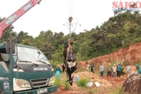 Số lượng bò sữa bị chết tại Lâm Đồng tiếp tục tăng cao