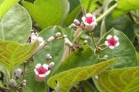 Lá mơ lông - gia vị chữa bệnh không phải ai cũng biết