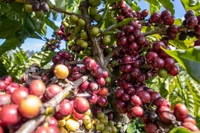 Giá cà phê tăng trở lại