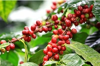 Giá cà phê trong nước giảm 1,5 triệu đồng/tấn