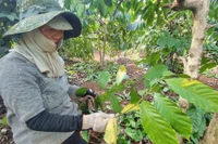 Chủ động phòng trừ rệp sáp trên cây cà phê