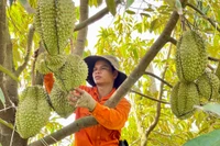 Giá sầu riêng tăng cao: Nông dân cẩn trọng chờ chốt hợp đồng