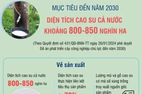 Mục tiêu đến năm 2030, diện tích cao su của cả nước khoảng 800 - 850 nghìn ha