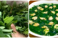 Có nên ăn rau ngót hàng ngày?