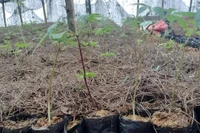 Bị khởi tố vì lấy sâm Trung Quốc giả sâm Ngọc Linh rao bán