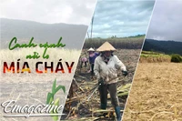 Canh cánh nỗi lo mía cháy