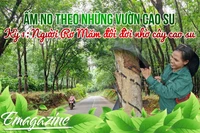 Ấm no theo những vườn cao su - Kỳ 1: Người Rơ Măm đổi đời nhờ cây cao su 