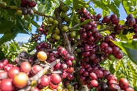 Bất ngờ giá cà phê đồng loạt tăng mạnh