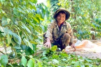 Gia Lai ưu tiên tín dụng cho nông nghiệp xanh