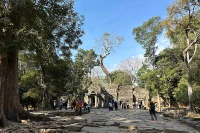 Một lần 'chạm' Angkor Bài 4: Màu xanh ở Angkor